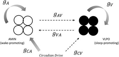 Neural Synchronization, Chimera States and Sleep Asymmetry